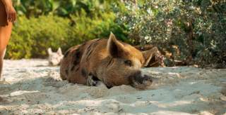 roberto nickson udjufffdtwy unsplash